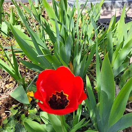 A Comfortable And Modern Newly Renovated Mannheim